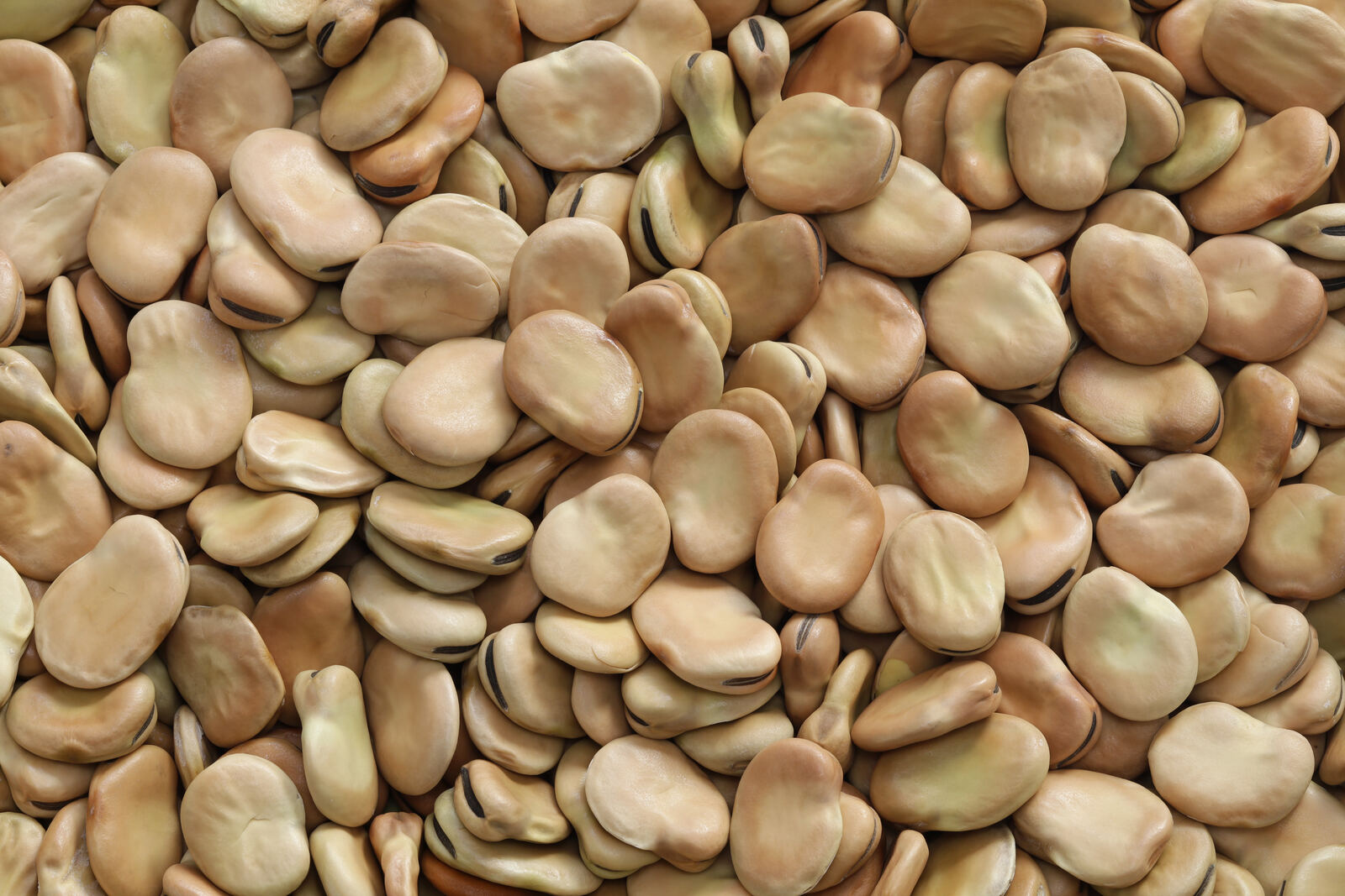 Horse Beans (Fava Beans)