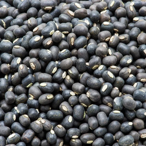 black bean