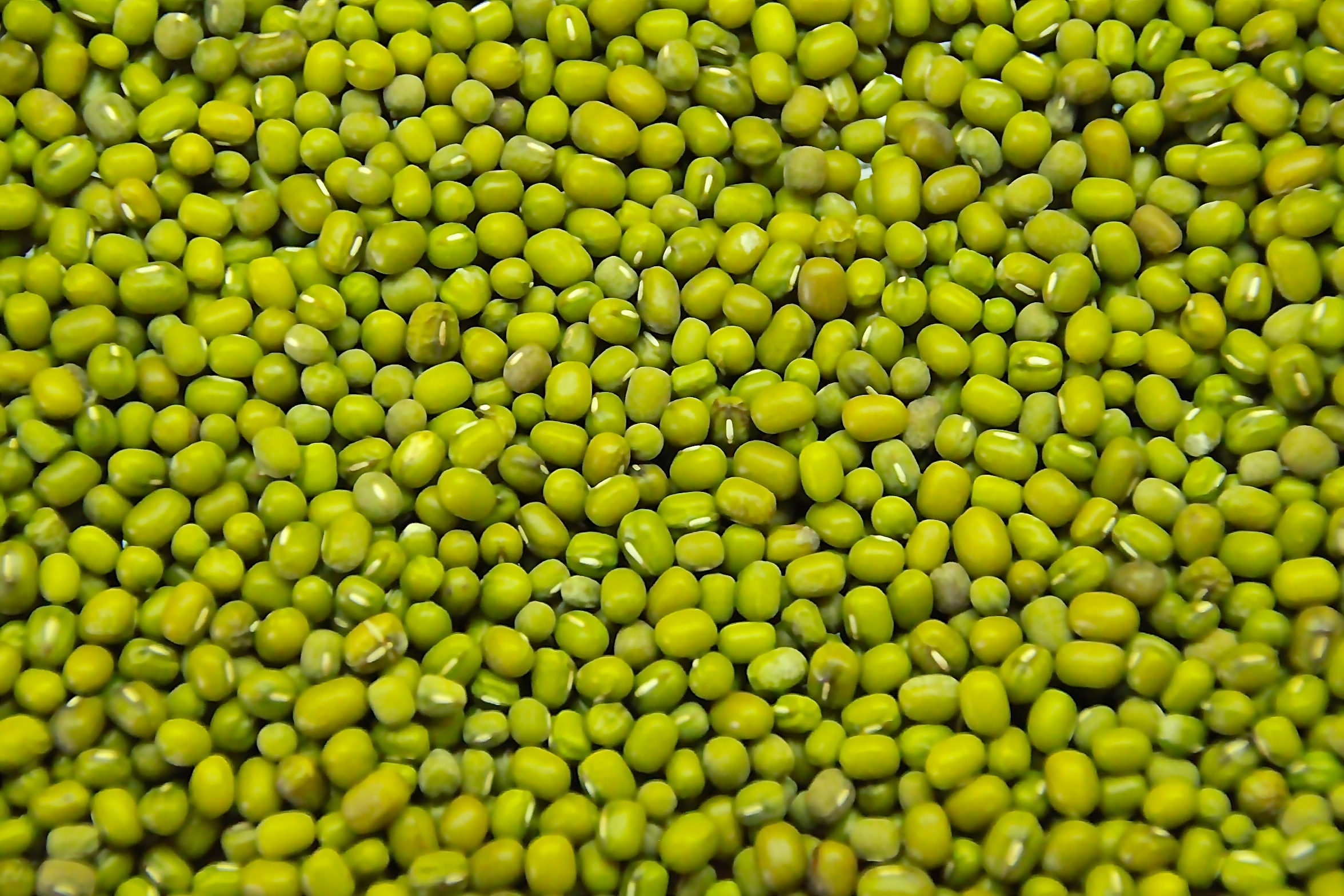 green mung bean