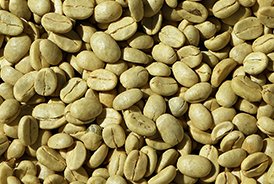 sidamo